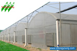 Tunnel-connected greenhouse on sale