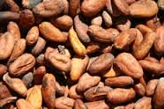 Cocoa beans, ground powder for sale