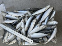 Bqf sardine 10-14pcs/kg ready for ship