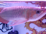 Supper red and other arowanas live fish available for sale