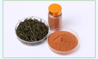 Green Tea Extract Green Tea Polyphenols 40%~98% UV