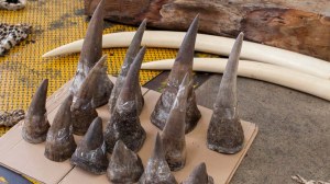 Quality Rhino Horns For Sale