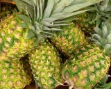 FRESH PINEAPPLES FOR SALE