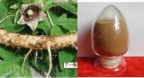 100% pure natural Codonopsis Pilosula Extract/Radix Codonopsis