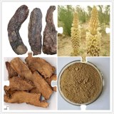 100% pure natural Desertliving Cistanche Herb Extract,Cistanche tubulosa Extract