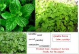Organic green mint from Morocco