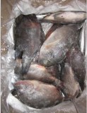 Tilapia (Oreochromis niloticus) 300-500