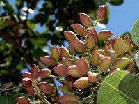 Natural pistachio nuts
