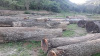 Sale of Walnut logs