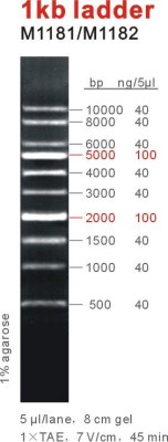 Export  dna ladder/marker