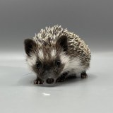 Cute African Pygmy Hedgehog For Sale