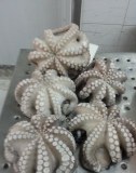 OFFER Frozen Octopus