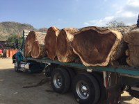 Sale of tropical hardwood logs