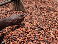 Natural dry cocoa seed