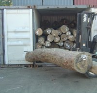 BRAZILIAN GREEN SANDALWOOD LOGS