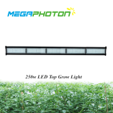 Waterproof IP66 Megaphoton 250w 5ft Top LED grow light for greenhouse horticultural lig...