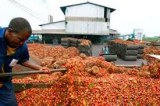 PALM OIL CP01 ORIGIN COTE D'IVOIRE