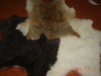 Rabbin skin