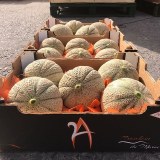 Melons origin Morocco.