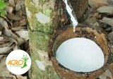 Sale of quality rubber trees