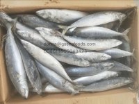 Export Frozen mackerel