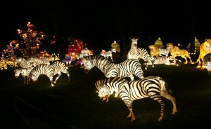 Zebra-Shaped Lantern