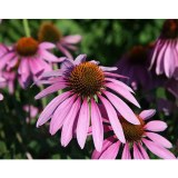Echinacea Extract