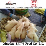 Fresh ginger supplier from China