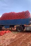 Moroccan onions ready to export