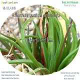 50Pcs A Set Haworthia angustifolia var. altissima Seed DGF-S-HH001