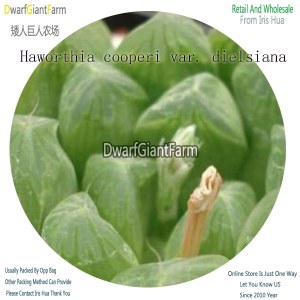 50Pcs A Set Haworthia cooperi var. dielsiana Seed DGF-S-HH015