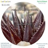 50Pcs A Set Haworthia monticola Seed DGF-S-HH073