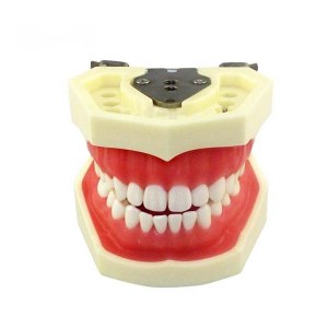 UM-A4 Standard Tooth Model (Soft Gum 28 Teeth)