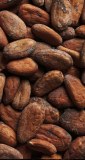 Cacao / Cofee / Cashew
