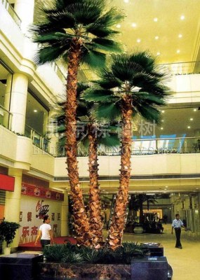 Preserved Washignton Palm