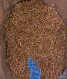 Freeze Dried Mealworm