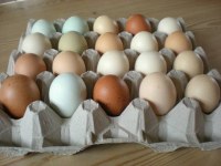 Fertile chicken eggs, fertilized quail eggs available in stock