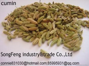 Cumin seed,jeera,cumin