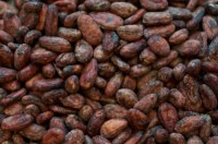 Cocoa Beans for sale