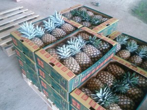 Ananas frais a l'export