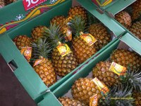 WE SELL PINEAPPLE PAIN DE SUCRE ALL OVER THE WORLD. We are a company operating in the...