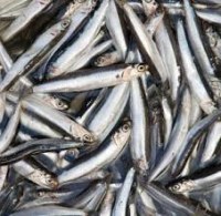 FRESH AND FROZEN FISH TO EXPORT