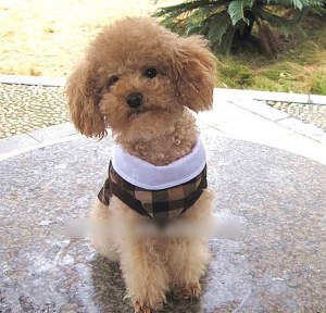 Grid Dog Clothes:AR-099