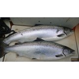 Atlantic Salmon (Salmo salar)