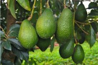 Sale of Hass avocados