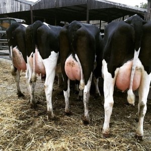 Holstein heifers pregnant