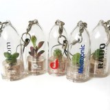 Pet tree - pet plant - mini plant - tiny plant