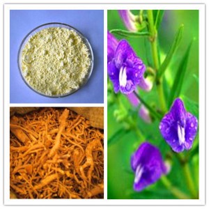 Baikal skullcap extract 80% Baicalin