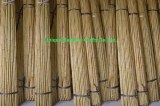 Fumigated and dry bamboo cane for farm plant supporting