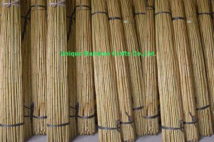 Fumigated and dry bamboo cane for farm plant supporting